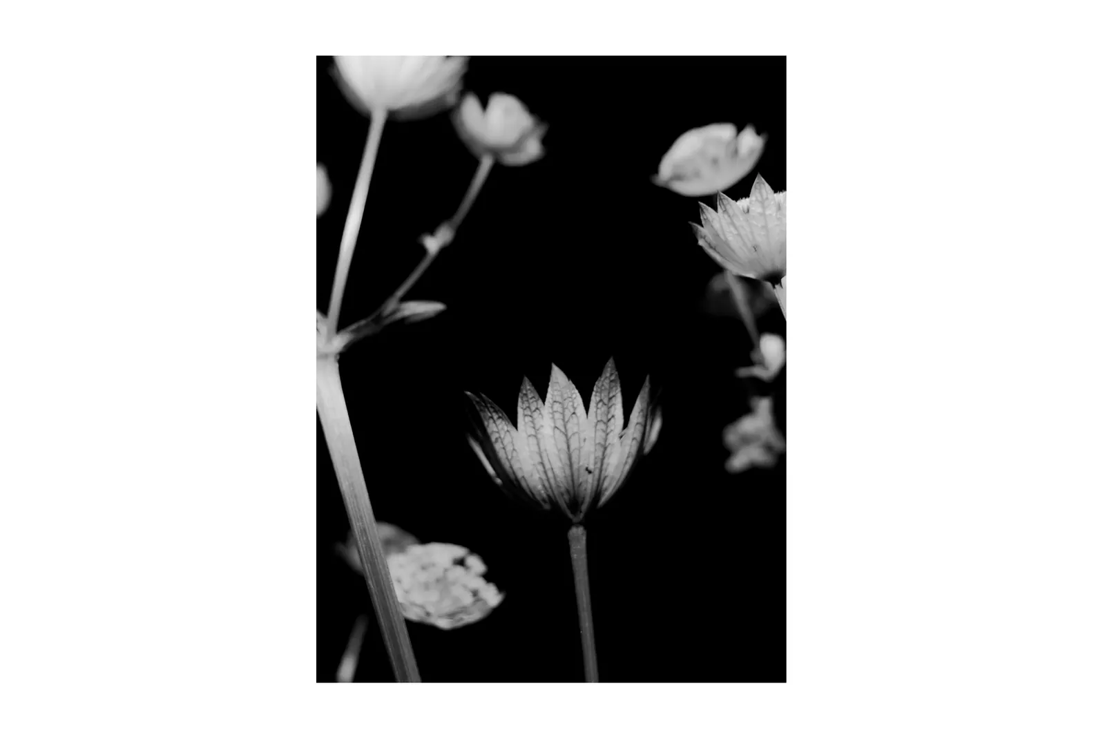 ANEST COLLECTIVE img